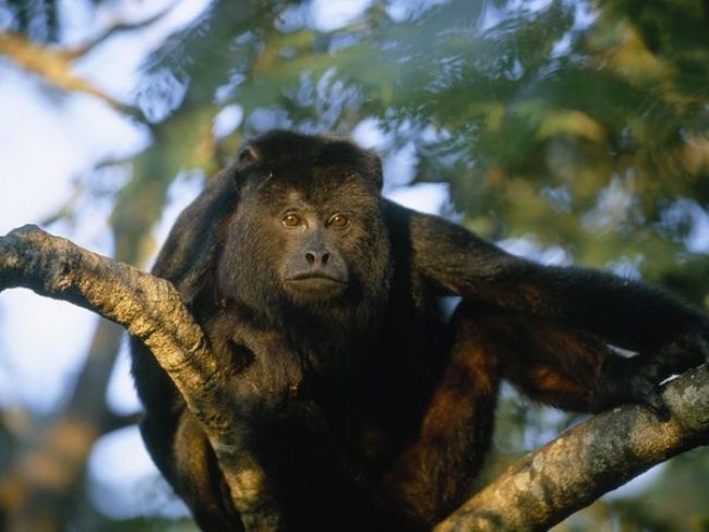 Inland Belize