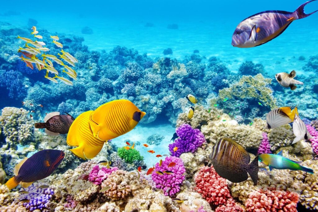 Belize Barrier Reef
