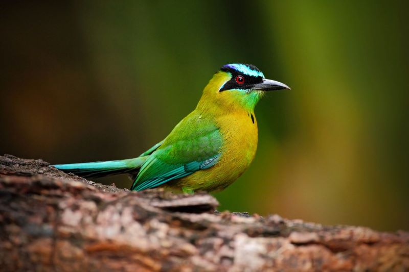  Belize Wildlife