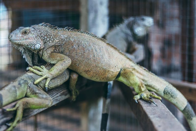  Belize Wildlife