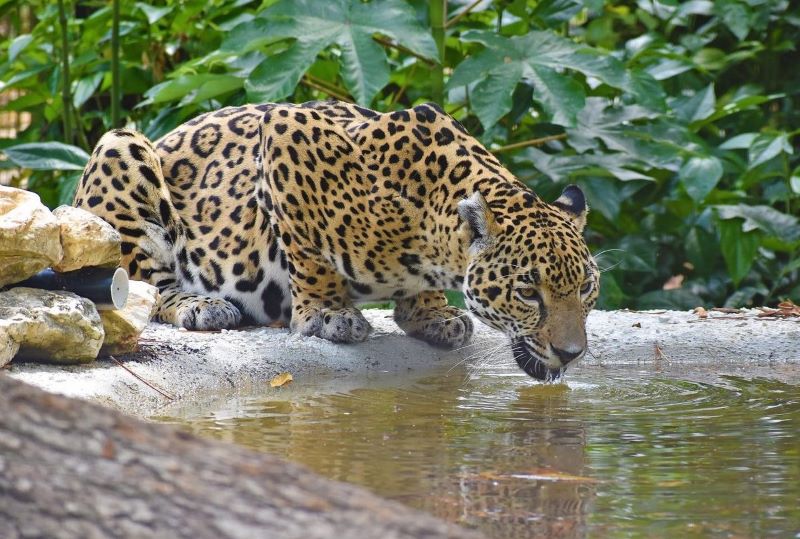 The Belize Zoo