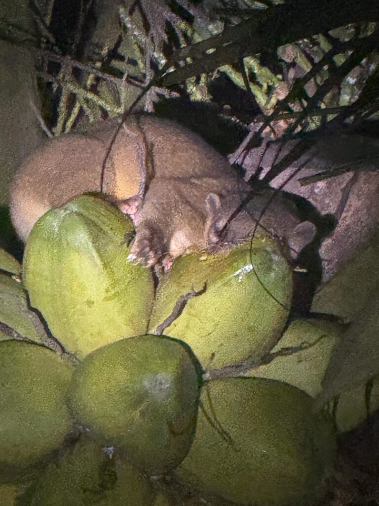 kinkajou spotting Belize