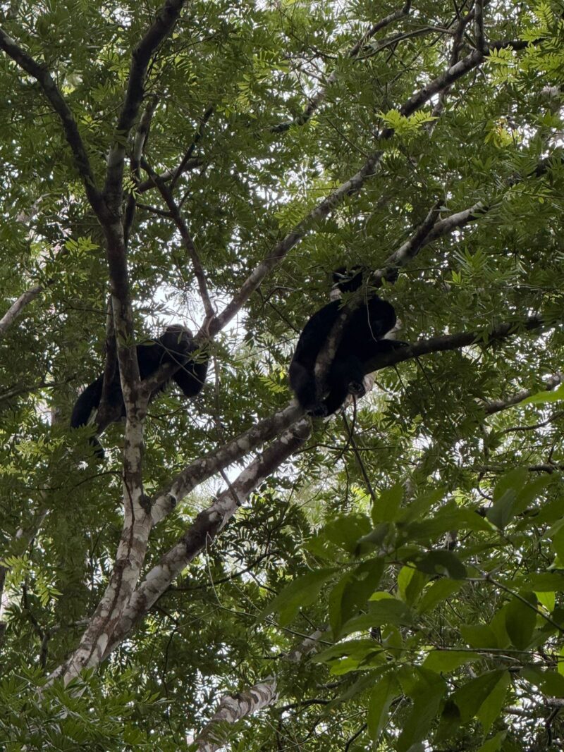 Belize jungle summer vacation
