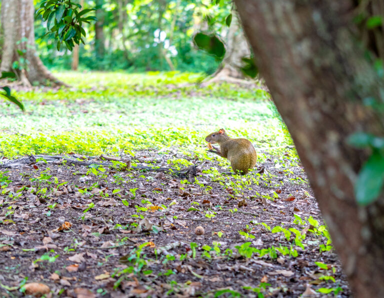 Belize jungle wildlife