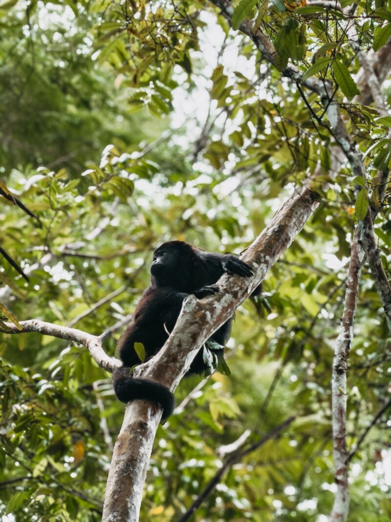 Belize monkeys and wildlife