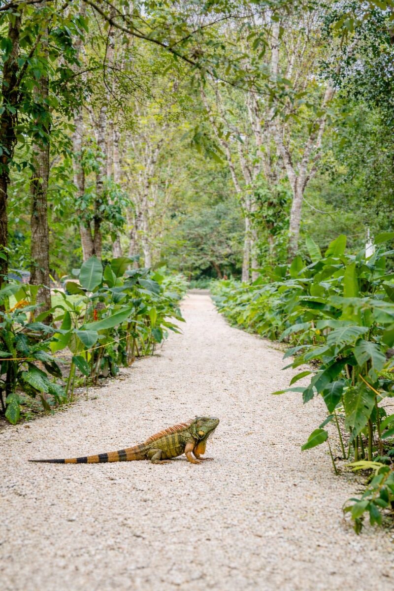 Villa Massis wildlife tours