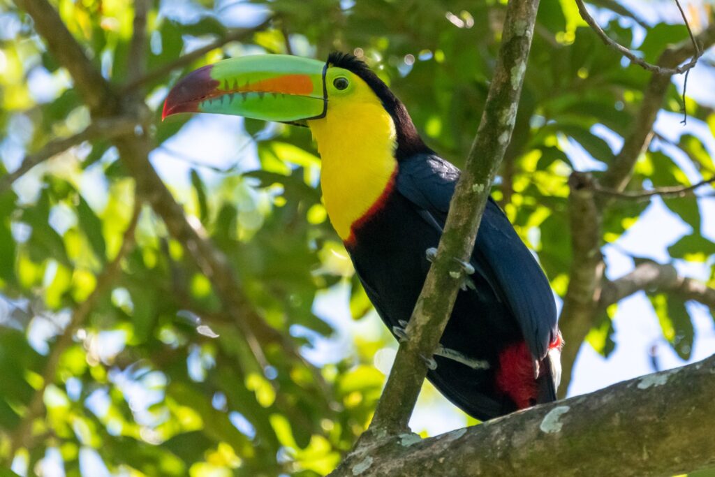 Belize fall tours
