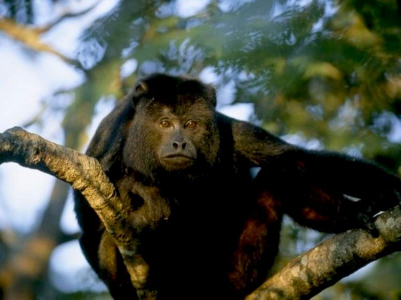 Belize wildlife in August