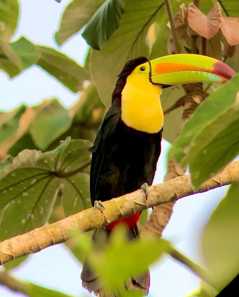  Belize bird species