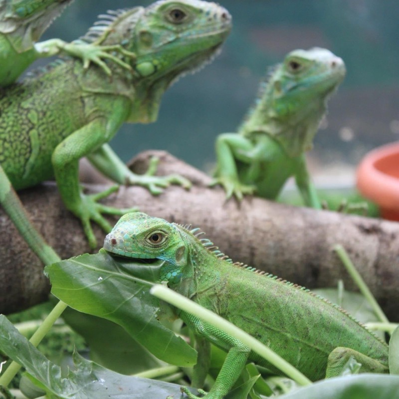 Green Iguana Conservation Project