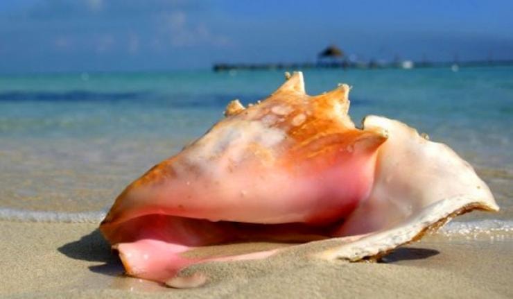 Conch season in Belize