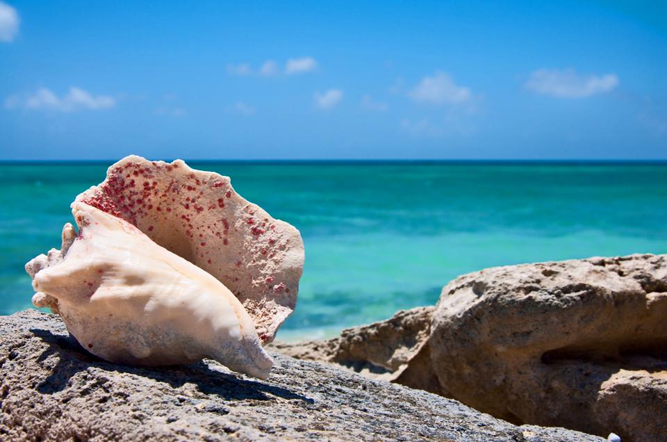 Conch season in Belize