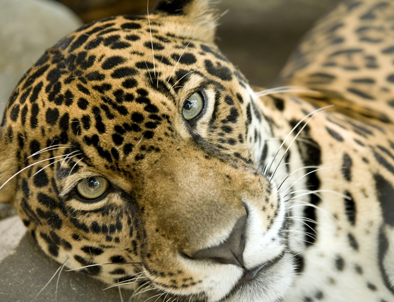 Diverse Wildlife