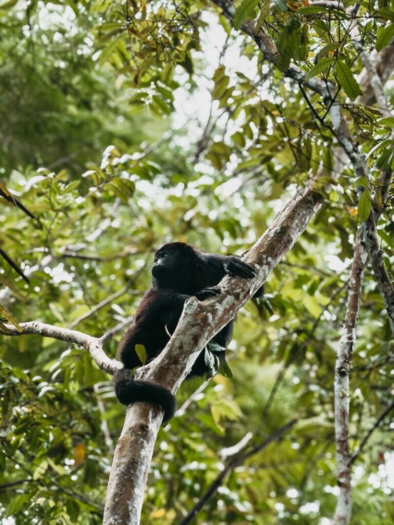 Belize monkeys and wildlife