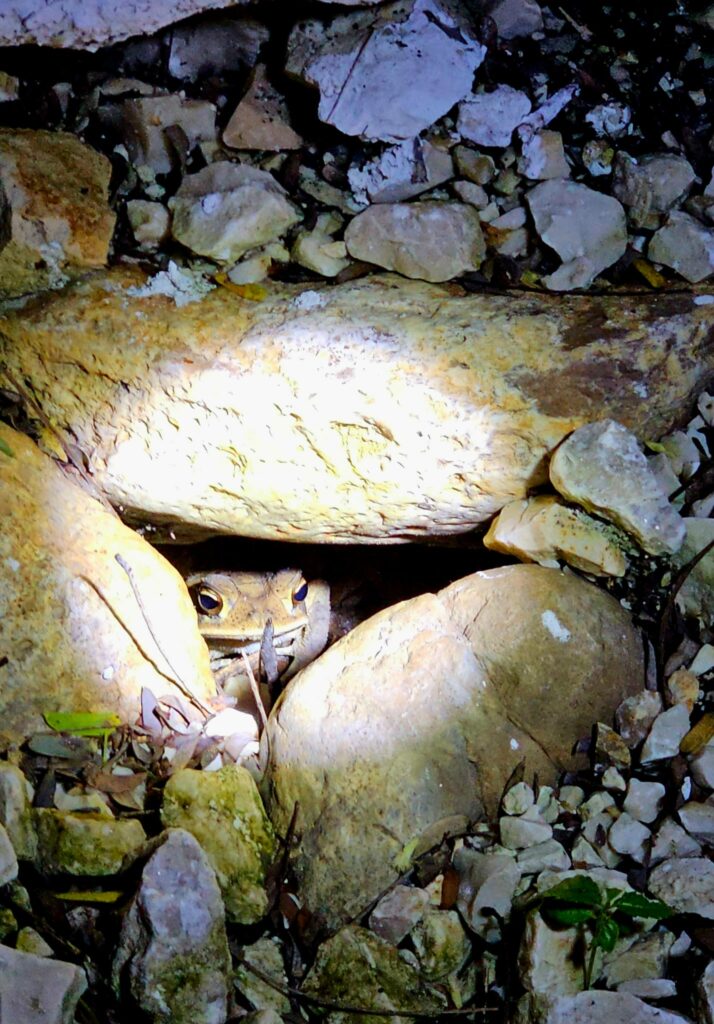 Belize night hike