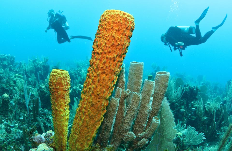 Belize Barrier Reef