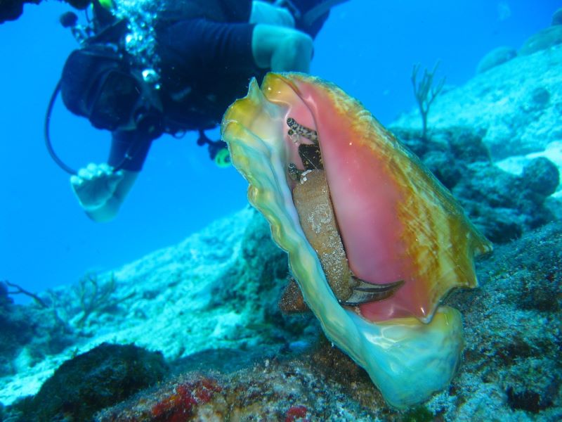 Conch season in Belize