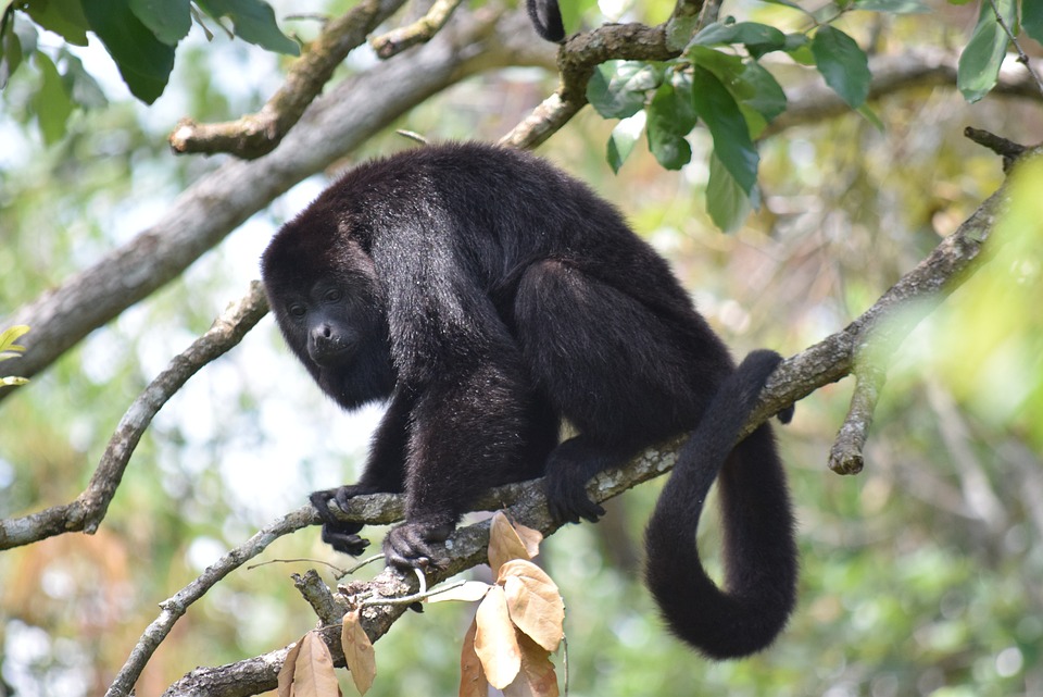 howler monkeys