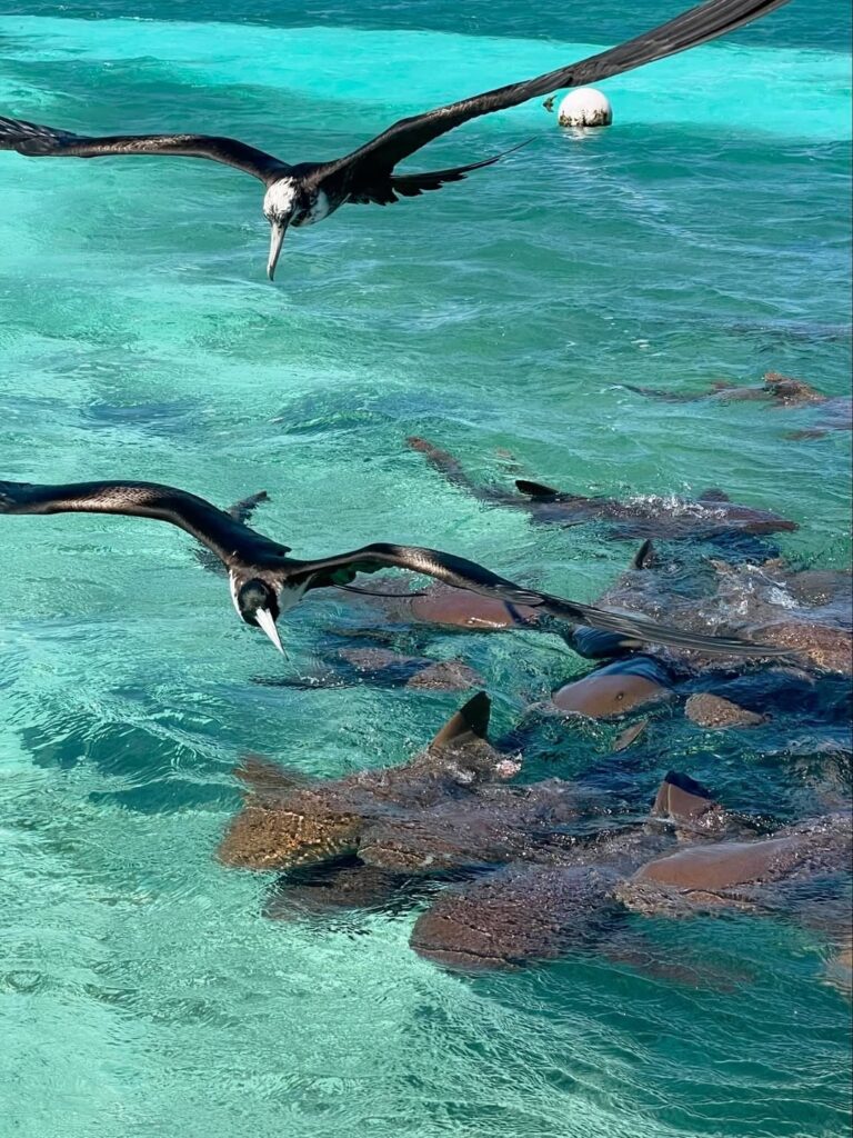Belize reef and rainforest